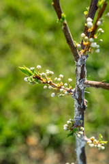 Macro view of a tiny blossoming twig with little white flowers and new green leaves