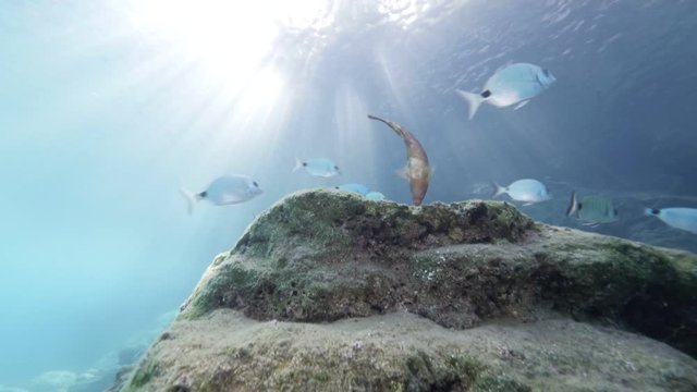 group of fish sea breams underwater  swimming ovean scenery of fish slow