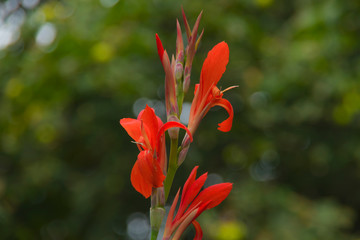 Garden canna, Canna Evening Star, red Canna, generalis Evening Star, beautiful orange red garden...