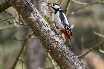 Great spotted woodpecker jumps on a tree branch on a bright sunny day.