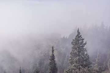 misty morning in the forest