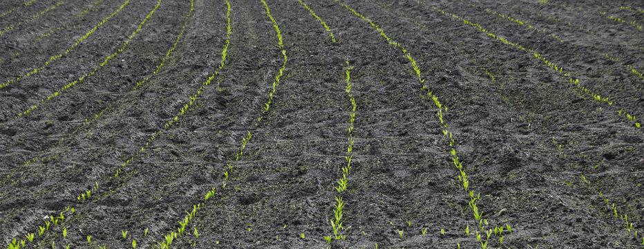 Young light green corn saplings in parallel curved rows on a black field, abstract looking