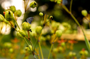 small butterflies on flower buds