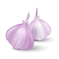 Obraz na płótnie Canvas Two heads of garlic. Vector illustration. For poster, banner, logo, icon, sticker, menu design, restaurants, cafes, receipt book, farm product, garlic dressing. Iolated on a white background.