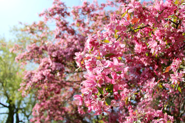 Fototapeta premium pink cherry blossom