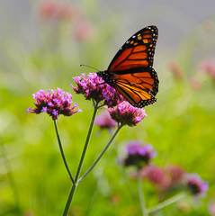 butterfly on flower