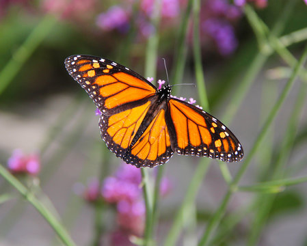 monarch butterfly on pink flower