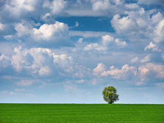 Fototapeta na wymiar view to green wheat field with alone tree under beautiful clouds in the sky with copy space in Ukraine