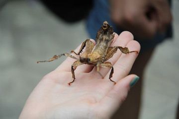 insect on hand