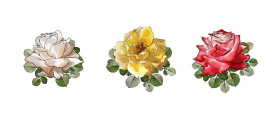 Red, yellow and white rose.Set of three beautiful flowers on stem, green leaves. Isolated on white.Hand drawn.Watercolor style.Vector stock illustration.