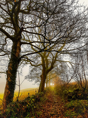 Fototapeta premium autumn in the park