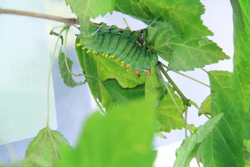 caterpillar on leaf
