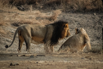 lion and lioness