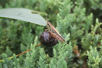 grasshopper on a leaf