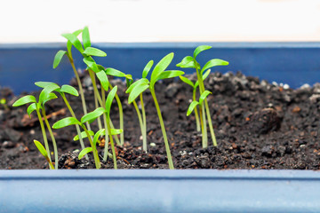Young green seedlings in the seedling box close-up. Small sprouts of a cultivated plant