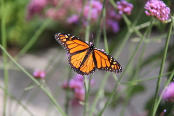 Obraz premium monarch butterfly on pink flower