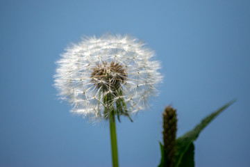White dandelion flower on blue background