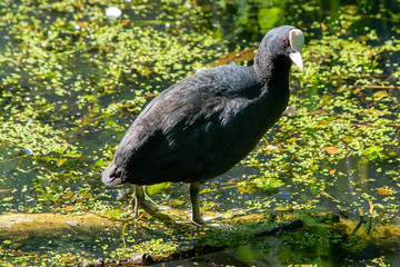 Single black moor hen standing in the water