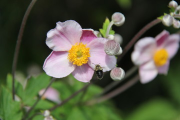 pink and white flower