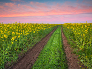 farm road between two flowering rapeseed fields with beautiful pink clouds in the sky in Ukraine with copy space