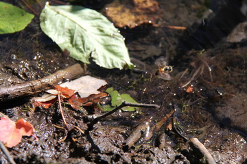 frog on the ground