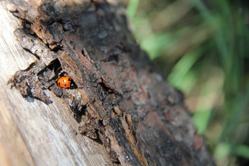 ladybug
