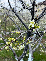 Spring cherry twigs with blooming white flowers