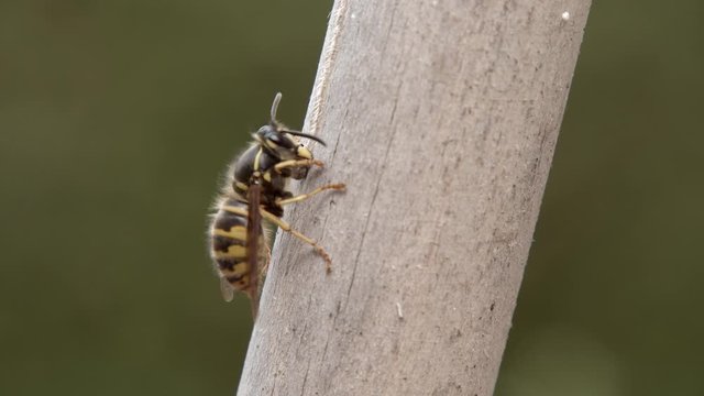 Wespe l&ouml;st Nestbaumaterial von einer Holzstange. Aufnahme in Zeitlupe