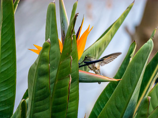 Colibri austral © javier