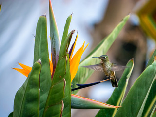 Colibri austral © javier