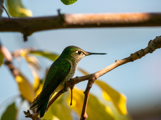 Colibri austral