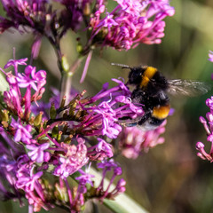 Insect in macro with flower
Insecte en macro sur une fleur