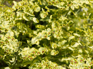 (Euphorbia martini) Euphorbe de Martin au feuillage jaune verdâtre, rouge, pourpre très décorative