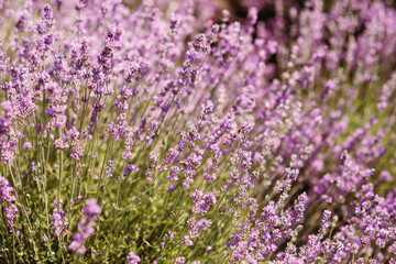 Fototapeta premium closeup bush lavender flower on a field on hills. Aromatherapy Lavender Paradise. Sunny day. Provence.