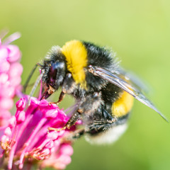 Macrophotography of insect
Macrophotographie d'insecte
