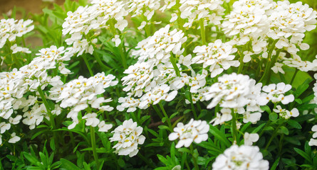 Obraz na płótnie Canvas Beautiful white flowers Iberis ( candytuft ) in a sunny garden. Spring flower. Close-up. Soft selective focus
