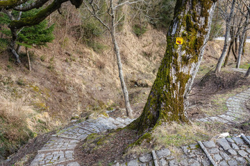 A tree with lichens and moss with a sign showing the path for the race ursa trail in Metsovo Greece