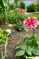 Orange and Rose Dahlia flower called Dahlia Sylvia in garden