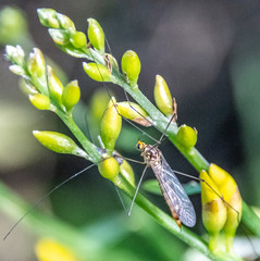 Macrophotography of insect
Macrophotographie d'insecte