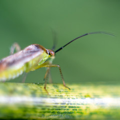 Macrophotography of insect
Macrophotographie d'insecte