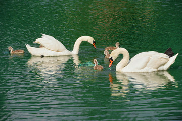 a family of white swans swims on the lake, adult swans and chicks, beautiful white birds