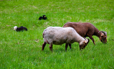 Sheep eating grass on a green meadow.