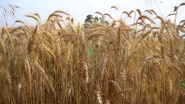 Gold wheat field