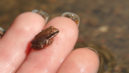 A tiny baby Pacific Treefrog (Pseudacris hypochondriaca) on a girl's finger 