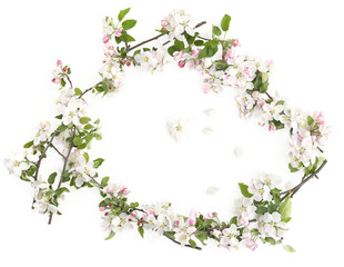 Frame of branches with blossoms isolated on white background. White spring apple tree flowers branches..