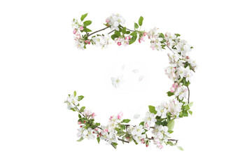 Obraz na płótnie Canvas Frame of branches with blossoms isolated on white background. White spring apple tree flowers branches..