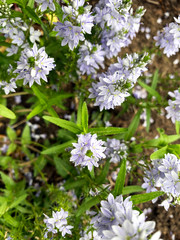 Floral background with a lot of small purple flowers.