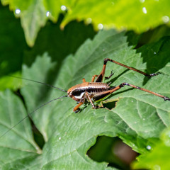 Macrophotography of insect
Macrophotographie d'insecte
