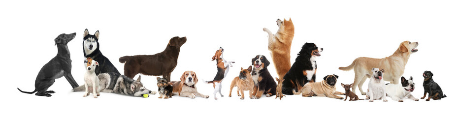 Collage with different dogs on white background. Banner design