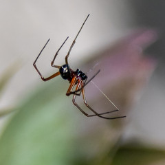 Macrophotography of insect
Macrophotographie d'insecte
